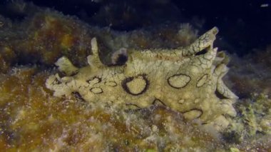 Deniz altı sahnesi: Akdeniz 'in istilacı zehirli türleri - Benekli Deniz (Aplysia Dactylomela) dipte sürünüyor alg ile kaplı, hız 4.
