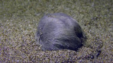 Deniz yaşamı: Yaygın kalp kestanesi veya Echinokardiyum mediterranyum (Echinokardiyum cordatum) kumlu zemine gömülür.