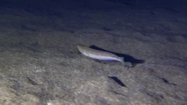 Büyük Weever (Trachinus draco) yavaş yavaş kumlu bir zeminde yüzer, sonra dibe batar ve tamamen kuma gömülür..