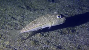 Deniz yaşamı: Sarı benekli kirpi balığı (Torquigener flavimaculosus) kumlu zeminde yüzer ve sonra çerçeveyi terk eder.