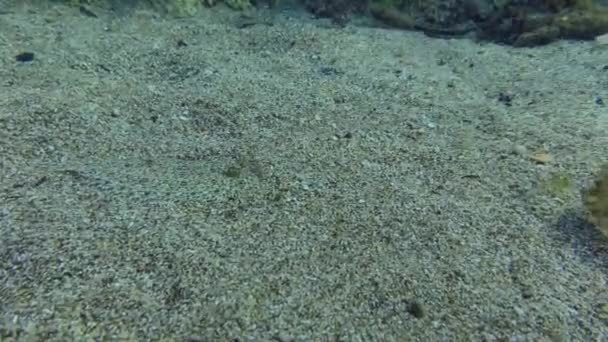 Geniş Gözlü Flounder Bothus Podas Kumlu Denizde Yatar Sonra Hareket — Stok video