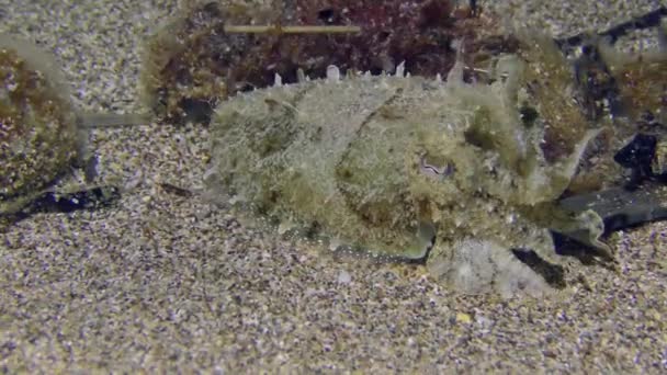 Common Cuttlefish Sepia Officinalis Changes Color Match Its Surroundings — Stock Video