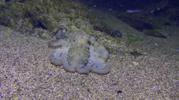 Common Octopus Octopus Vulgaris Nestled Sandy Bottom Twisting Its Tentacles — Stock Video