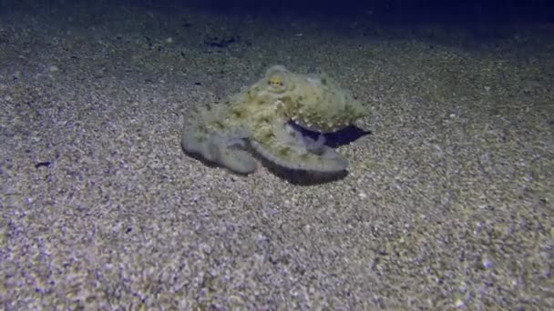 Camera Follows Common Octopus Octopus Vulgaris Which Moves Sandy Bottom — Stock Video