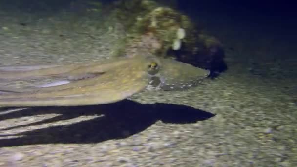 Gewöhnlicher Oktopus Octopus Vulgaris Schwimmt Über Dem Boden Hört Auf — Stockvideo