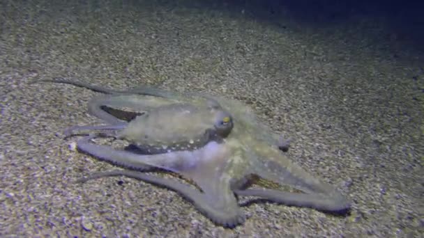 Marine Life Common Octopus Octopus Vulgaris Moves Sandy Bottom Feeling — Stock Video