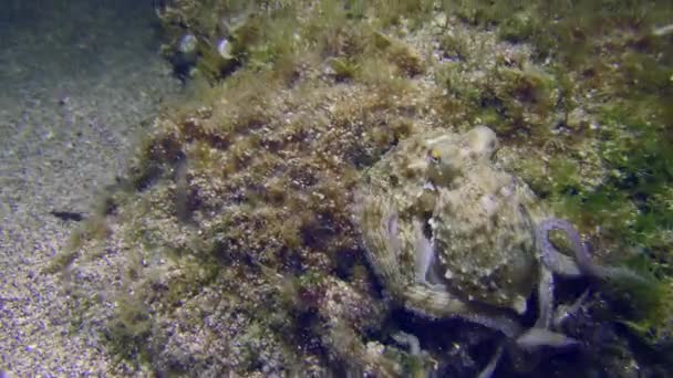 Sea Life Common Octopus Octopus Vulgaris Probes Rock Overgrown Algae — Stock Video