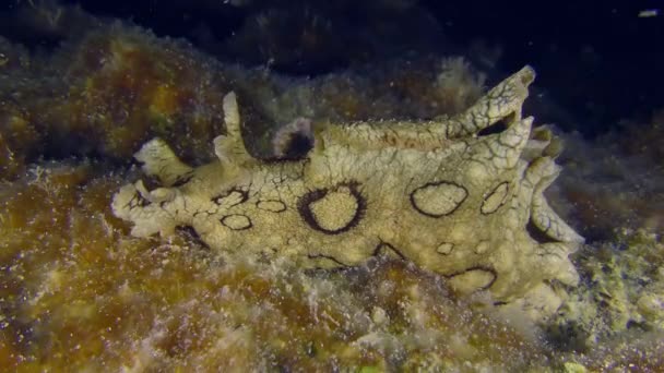 Undervattensscen Invasiva Giftiga Arter Medelhavet Spotted Seahare Aplysia Dactylomela Kryper — Stockvideo