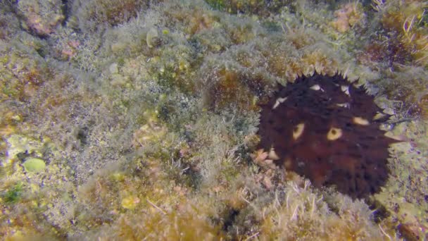 色彩艳丽的变色海黄瓜 Holothuria Sanctori 慢慢地把头转向布满海藻的岩石底部 — 图库视频影像
