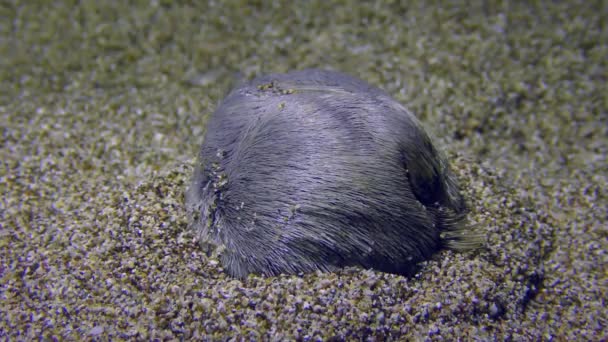 Vida Marinha Urchin Coração Comum Echinocardium Mediterraneum Echinocardium Cordatum Enterros — Vídeo de Stock