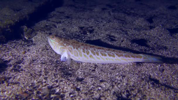 Große Unke Trachinus Draco Wartet Auf Dem Sandigen Boden Auf — Stockvideo