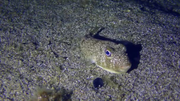 Žlutohnědý Puffer Nebo Studovaný Pufferfish Torquigener Flavimaculosus Písčitém Dně Noční — Stock video