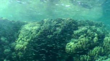 Kamera, küçük bir balık sürüsünün içinden geçiyor Hardyhead Gümüşyüz 'ü mercan resifine doğru çekiyor..