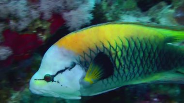 Parlak renkli bir Sling-jaw wrasse (Epibulus insidiator) mercan resifine doğru yavaşça yüzer, yakın plan.
