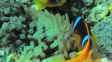 İki bant anemonbalığı (Amphiprion bicinctus) şakayığından çok uzağa hareket etmez ve periyodik olarak dokunaçlarına yakın çekim yapar..