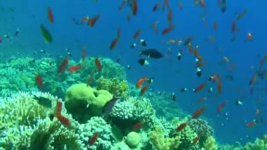 Kamera mavi bir su sütunu önünde mercan resif duvarına karşı devasa bir deniz sarısı sürüsü veya Lyretail Anthias (Pseudanthias squamipinnis) boyunca yavaşça hareket eder..