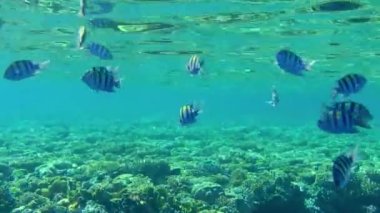 Başçavuş (Abudefduf saxatilis), dalgalı bir deniz yüzeyinin arka planına karşı bir mercan resifinin üzerinde yüzer..