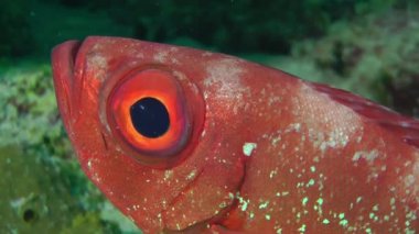 Moontail Bullseye 'ın (Priacanthus hamrur) yakın çekim gözü, detay, portre.