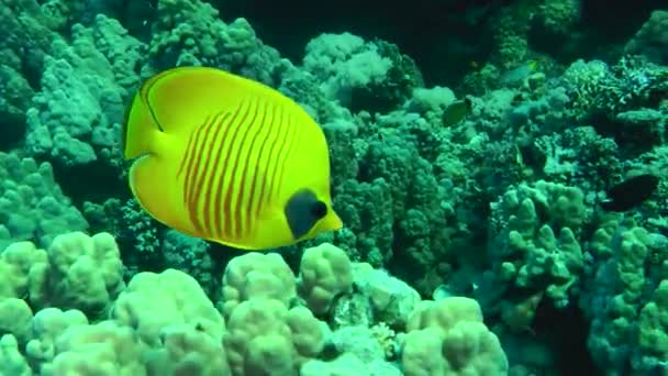 Amarelo Brilhante Addis Butterflyfish Chaetodon Semilarvatus Nada Lentamente Contra Fundo — Vídeo de Stock