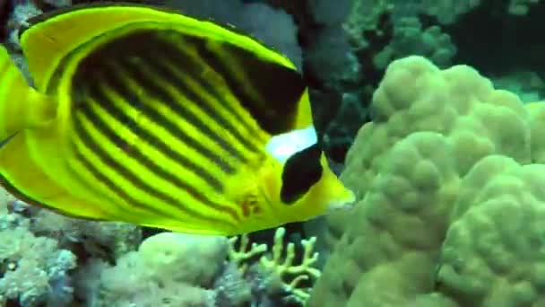 Bright Yellow Diagonal Butterflyfish Chaetodon Fasciatus Swims Backdrop Coral Reef — Stock Video