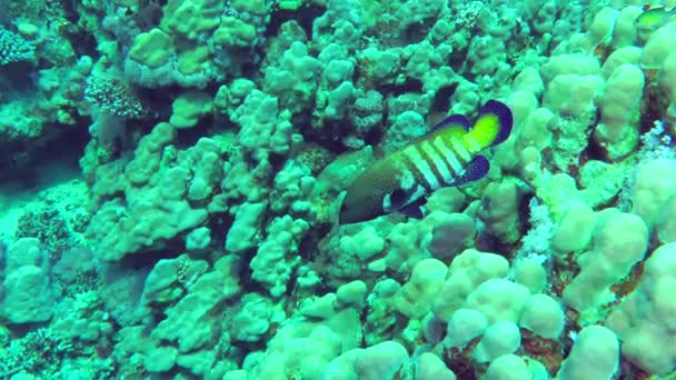 Kolorowe Ryby Peacock Hind Cephalopholis Argus Stoi Nad Koralowcami Następnie — Wideo stockowe