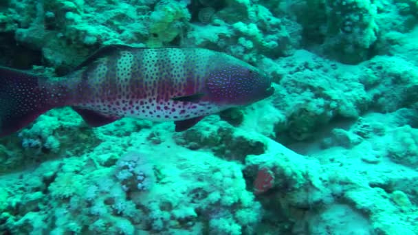 Large Specimens Leopard Grouper Plectropomus Pessuliferus Usually Occupy Permanent Area — Stock Video