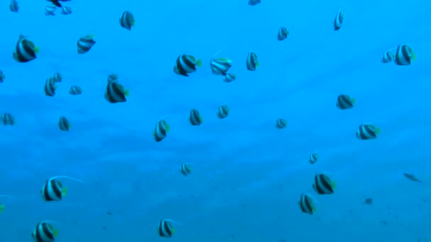 Grandes Enjambres Peces Bandera Heniochus Diphreutes Flotan Lentamente Contra Columna — Vídeos de Stock