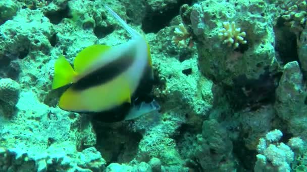 Par Bannerfish Mar Vermelho Heniochus Intermedius Encontram Contra Recife Coral — Vídeo de Stock