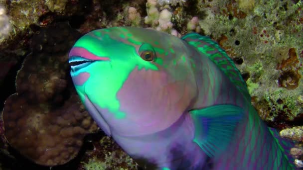 Parrot Fish Including Heavybeak Parrotfish Chlorurus Gibbus São Praticamente Imóvel — Vídeo de Stock