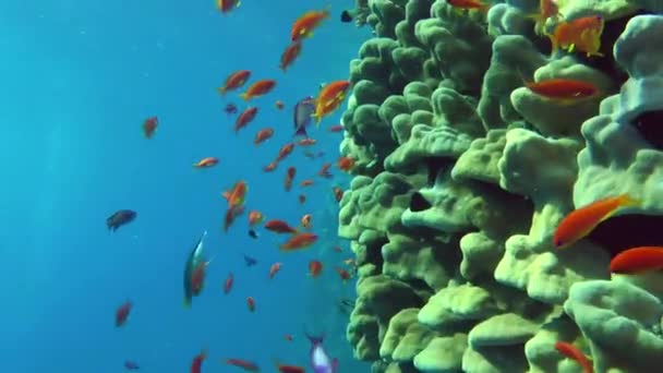 珊瑚垂直壁附近成群的红橙色海金黄色或Lyretail Anthias Pseudanthias Squamipinnis 中子弹 — 图库视频影像