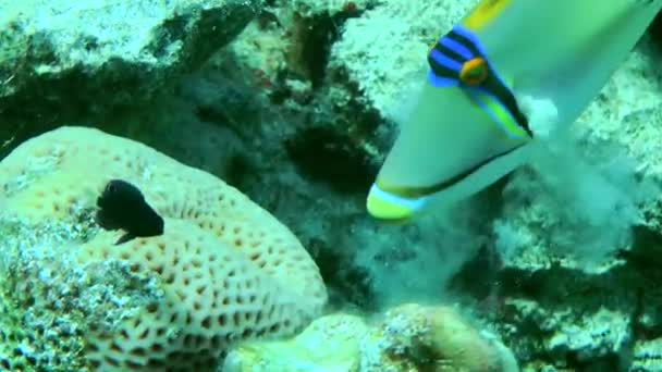 サンゴ礁の底にある砂の上の食べ物を探しているピカソトリガーフィッシュ Rinecanthus Assassi クローズアップ — ストック動画