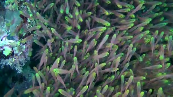 Рыба Огромных Скоплениях Pigmy Sweeper Parapriacanthus Ransonneti Двигается Медленно Непрерывно — стоковое видео