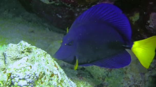 Yellowtail Surgeonfish Zebrasoma Xanthurum Lentamente Morde Algo Uma Rocha Coral — Vídeo de Stock