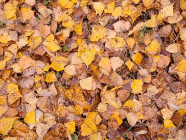 Sarı yapraklar arka planda. Sonbahar altın yaprakları