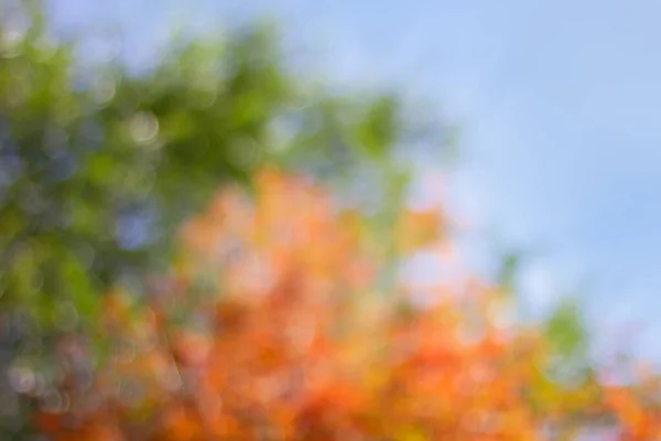 Doğal sonbahar ağaçları bokeh. Sanatsal bokeh arkaplanı.