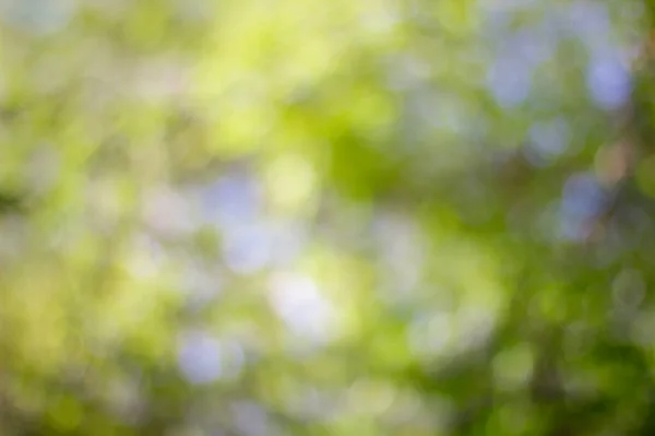天然的绿色叶子 夏季波克叶 美术Bokeh背景 — 图库照片