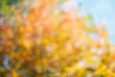 Doğal sonbahar ağaçları bokeh. Sanatsal bokeh arkaplanı.