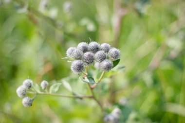 Çiçekli dulavratotu tomurcukları yaz günü kapanıyor