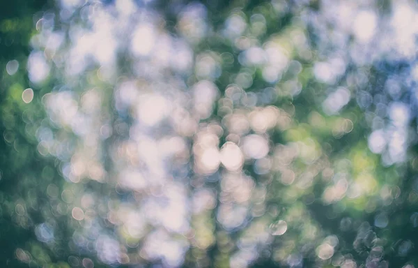 Güneş ışınlı doğal yeşil bokeh. Güzel yaz arkaplanı