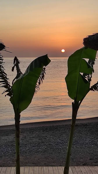 Deniz Burnu Güneşin Doğuşu Yüzeyinde Bir Işık Yoludur Palmiye Dallarının — Stok fotoğraf