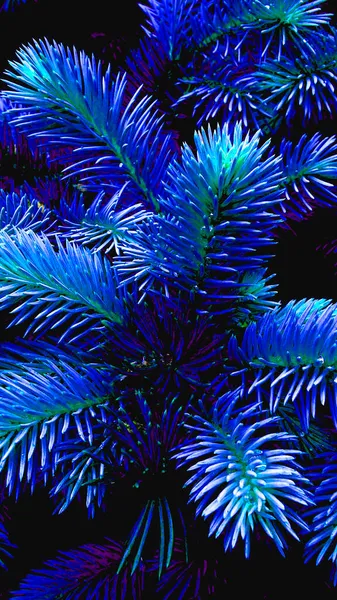 Noel kışı için fidan ağacı dalı