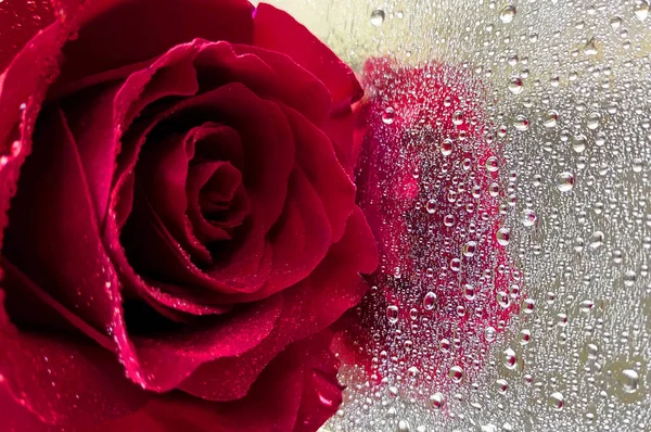 Cam zemin üzerinde çiçek açan kırmızı gül ve yağmur damlaları