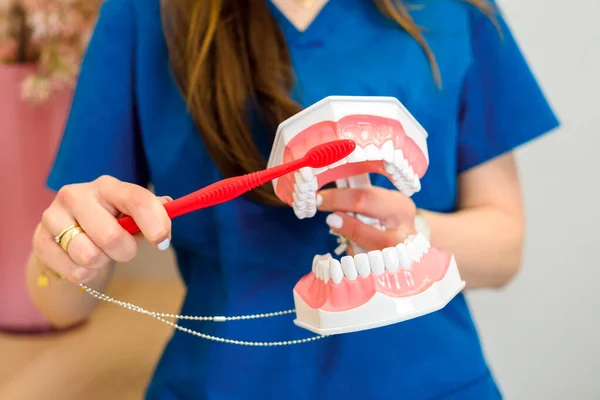 女牙医用牙刷向你展示如何正确地刷牙 假牙在牙医手里 后续行动 — 图库照片