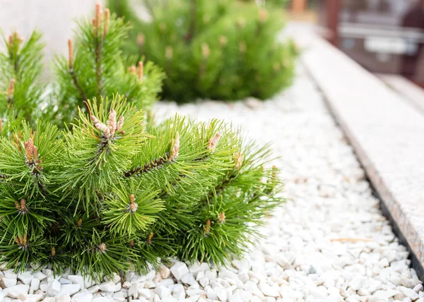 Landscaping Mini Pine White Decorative Stones Garden Close — Stock Photo, Image