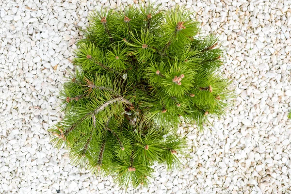 Landscaping Mini Pine White Decorative Stones Garden Close — Photo