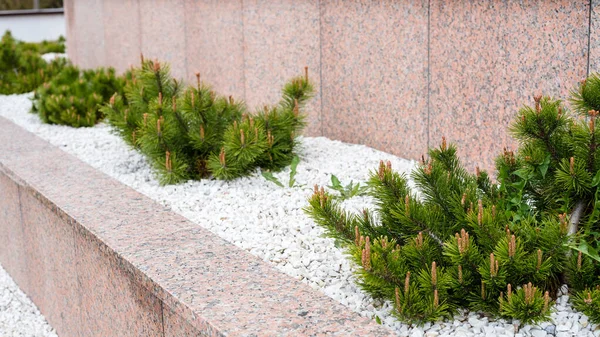 Banner Landscaping Mini Pine White Decorative Stones Garden Close — Photo