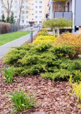 Avrupa 'daki avlunun lüks peyzaj tasarımı. Park manzarası ve dış tasarım. Yeşil çimen, güzel tasarlanmış bahçe, eve yakın bir bölge.. 