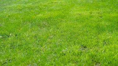 Parlak sulu çimenler, doğal arka plan. Kapat.