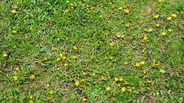 Banner Bright Juicy Grass Dandelions Natural Background — Zdjęcie stockowe