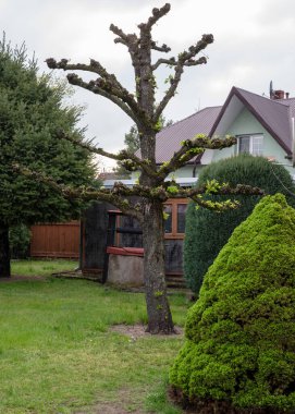 Baharda özel bir evin avlusunda güzel bir manzara tasarımı.